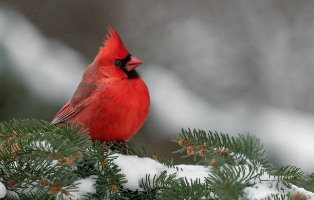istock Northern Cardinal in Snow 1189163520