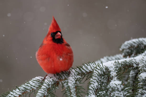 istock Northern Cardinal in Snow 1189163542