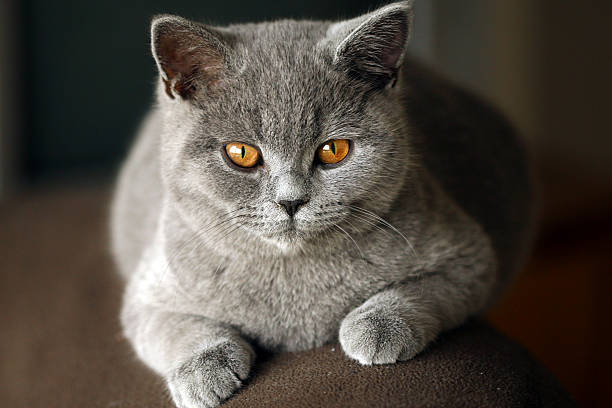 istock British Shorthair Kitten 118916361