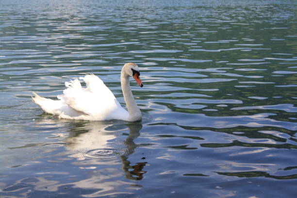 istock White swan on the pond 1189164187