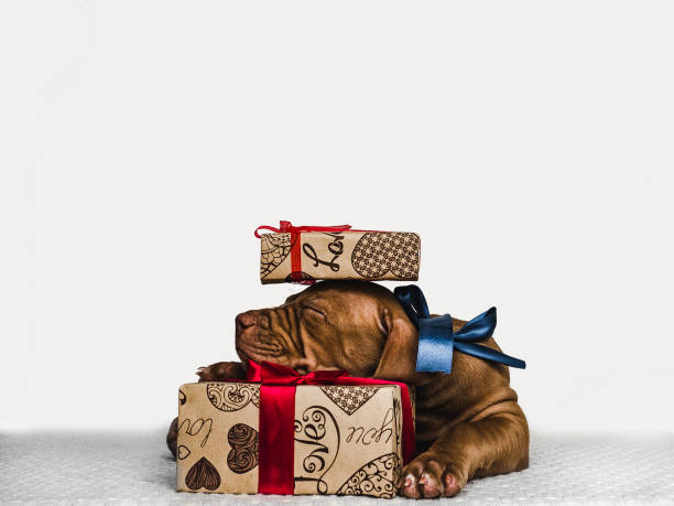 istock Young, charming puppy and a festive box 1189164355