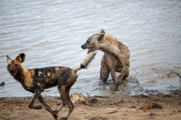 istock A spotted hyaena and Wild dogs fighting over a kill 1189165186