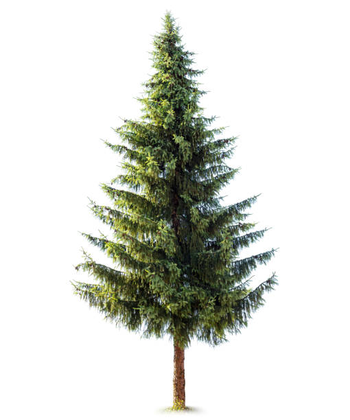 хвойное дерево - spruce tree стоковые фото и изображения