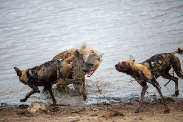 A spotted hyaena and Wild dogs fighting over a kill