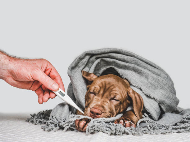 istock Young puppy, wrapped in a gray scarf 1189166064