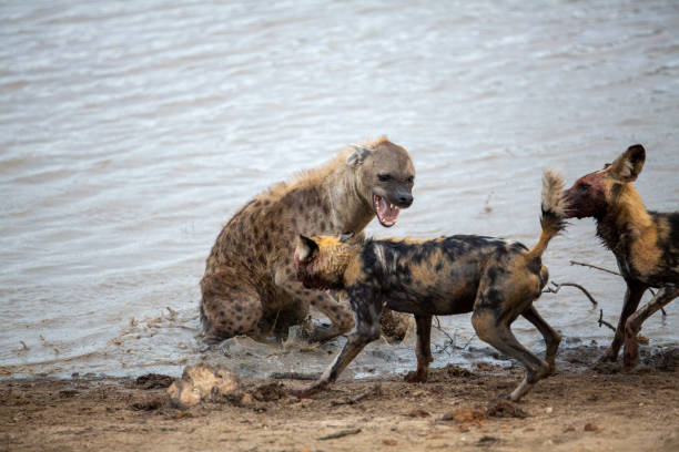 istock A spotted hyaena and Wild dogs fighting over a kill 1189166267