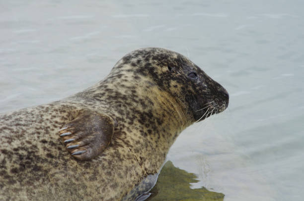istock Head of a sea-calf seal 1189166277