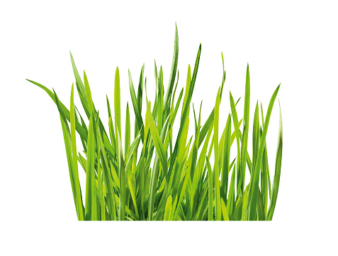 Green blades of grass, isolated