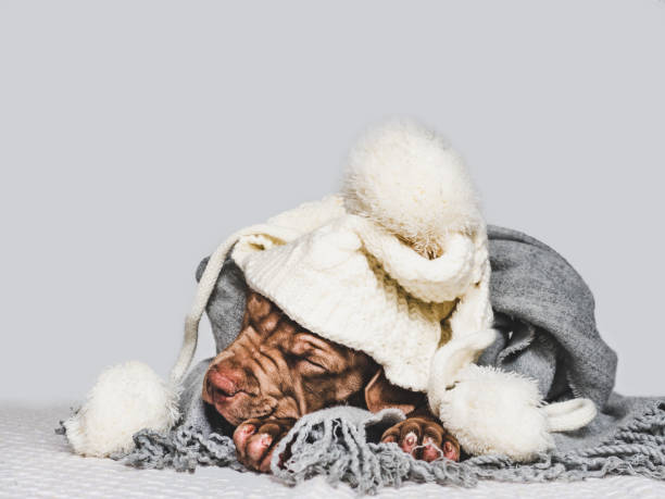 istock Young puppy, wrapped in a gray scarf 1189166283