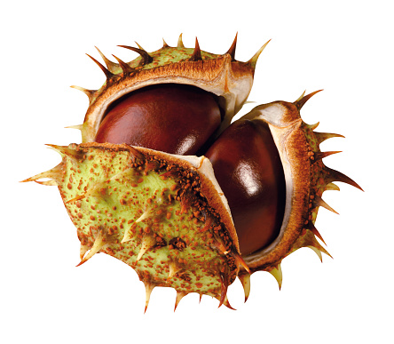 Brown chestnuts in shell, isolated