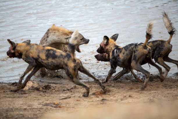 istock A spotted hyaena and Wild dogs fighting over a kill 1189166530