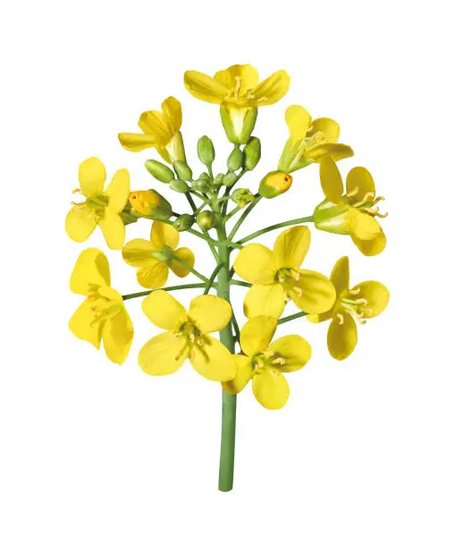 Yellow rape flower, isolated