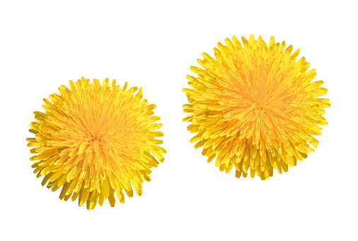 Two isolated dandelion blossoms