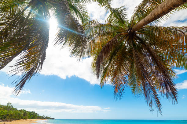 istock Sun shining over La Perle beach in Guadeloupe 1189166701