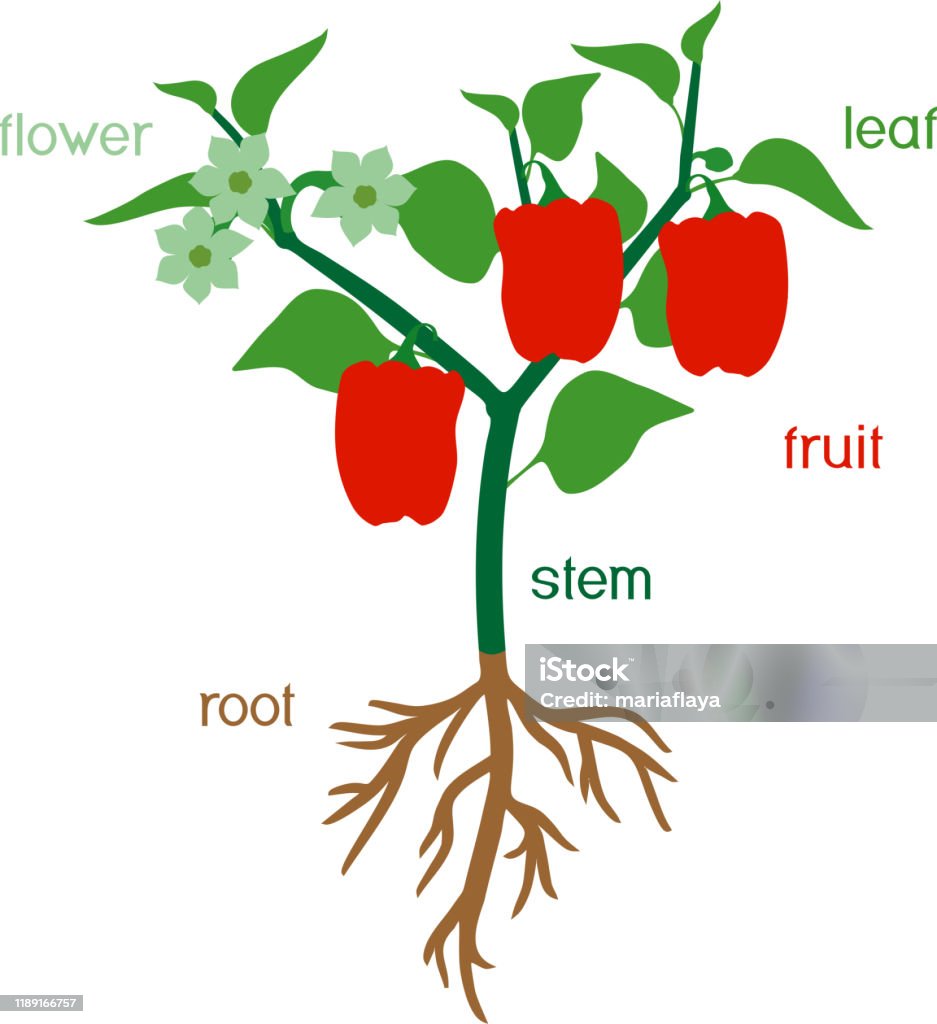 Parts Of Plant Morphology Of Pepper Plant With Green Leaves Red ...