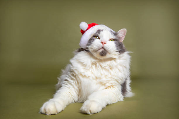 istock Happy Cat in a Santa Hat 1189167499