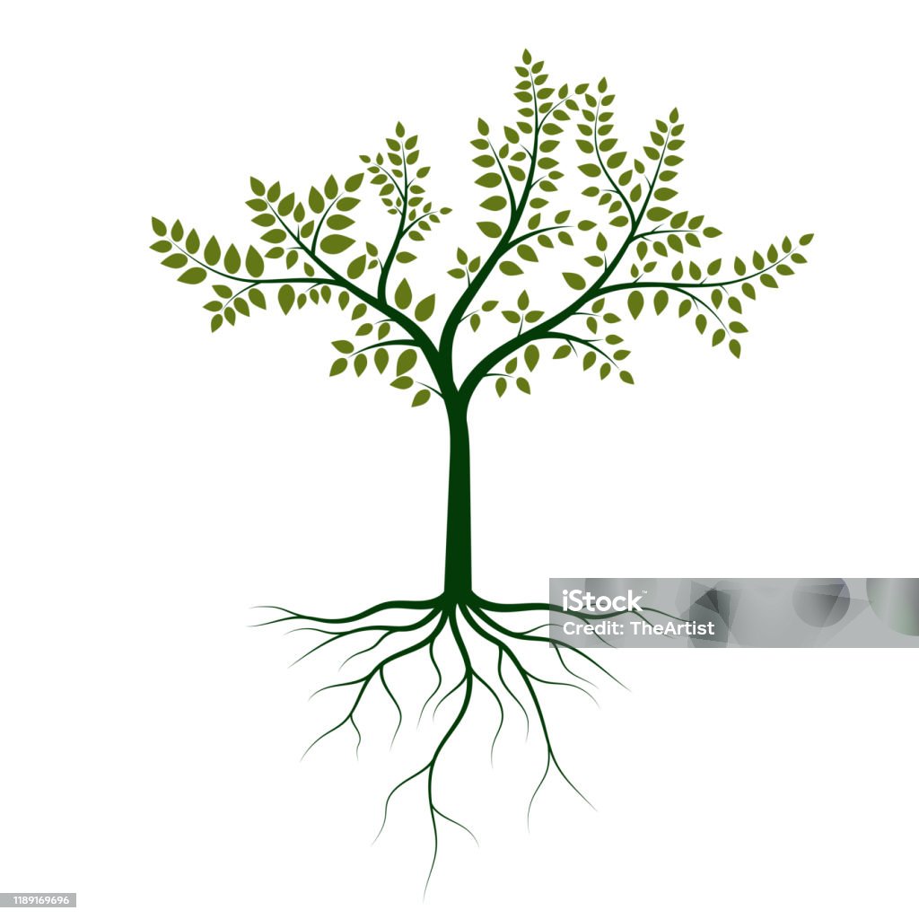 Vector Tree With Roots Tree With Roots Vector Design Illustration Isolated On White Background ...