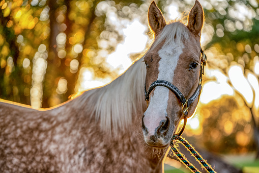 A beautiful Palomino horse posing gracefully for pictures before sunset