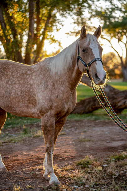 istock A Beautiful Gold And White Spotted Palomino Quarter Horse 1189170098