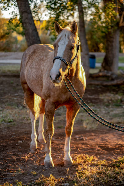 istock A Beautiful Gold And White Spotted Palomino Quarter Horse 1189170101