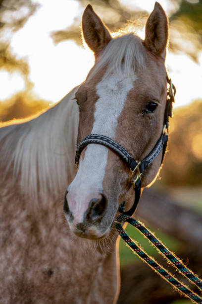 istock A Beautiful Gold And White Spotted Palomino Quarter Horse 1189170109