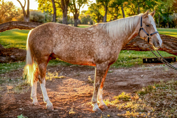 istock A Beautiful Gold And White Spotted Palomino Quarter Horse 1189170127