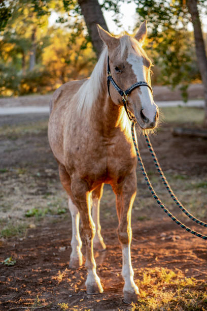 istock A Beautiful Gold And White Spotted Palomino Quarter Horse 1189170135
