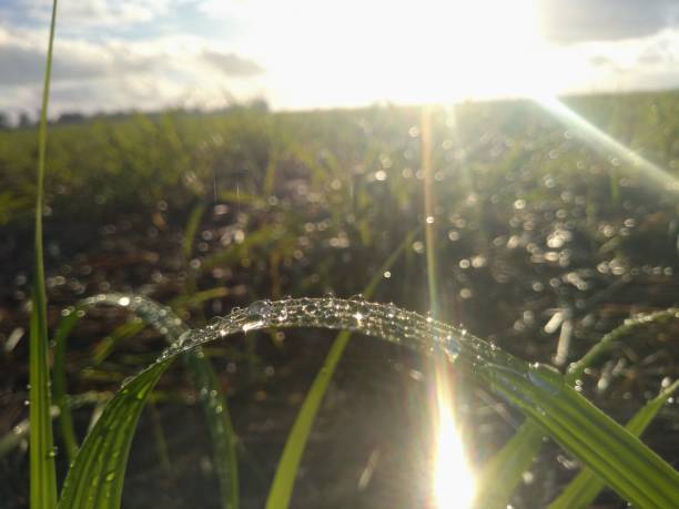 istock drops in nature reflecting the light of dawn 1189170907