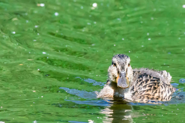 Wildlife photography.Young mallard duck swimming in green pond and looking in camera on sunny spring day.Bright and vibrant nature image with copy space.