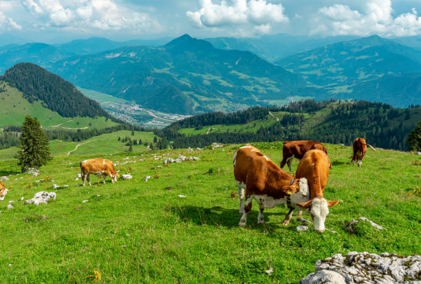 istock Cows grazing in tyrol alm Austria on the mountains milk cheese advertisement 1189173835