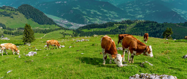istock Cows grazing in tyrol alm Austria on the mountains panoramic 1189174022