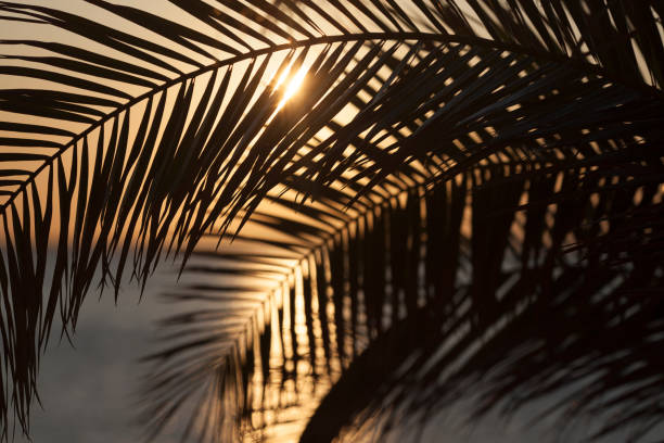 istock The sunset and the sea through a palm branch 1189175179