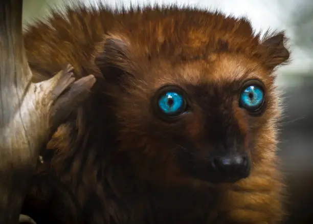 This is an image capture of a lemur monkey with beautiful blue eyes.