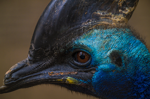 This macro side view image shows the portrait of a stunning blue cassowary bird.
