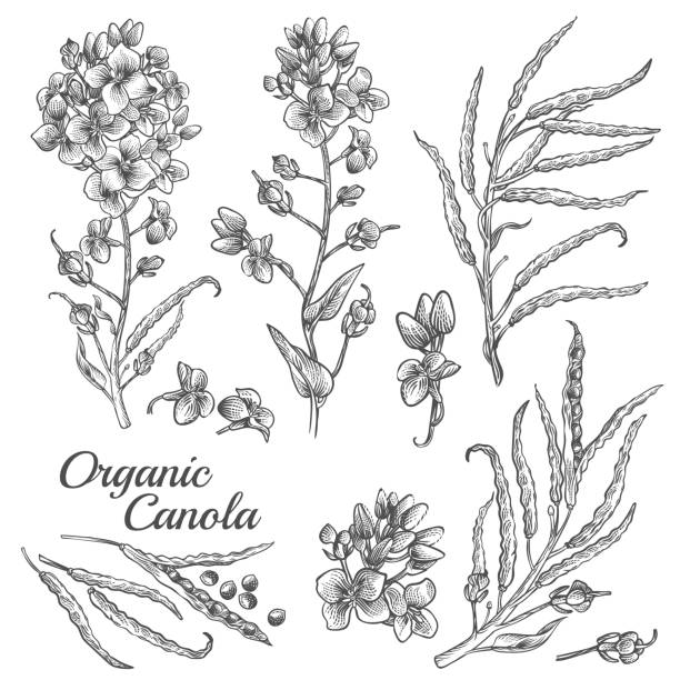Engraved illustration of organic canola Canola flowers, organic mustard, pod with seeds and leaves. Vector engraved botanical illustration of rape plant. Hand drawn outline sketch of Brassica napus isolated on white background vector food branch twig stock illustrations