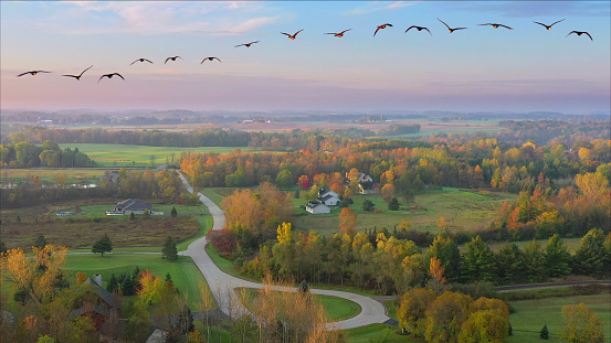 Migrating flock of Canadian Geese flying over rural forest of amazingly colorful Fall foliage.