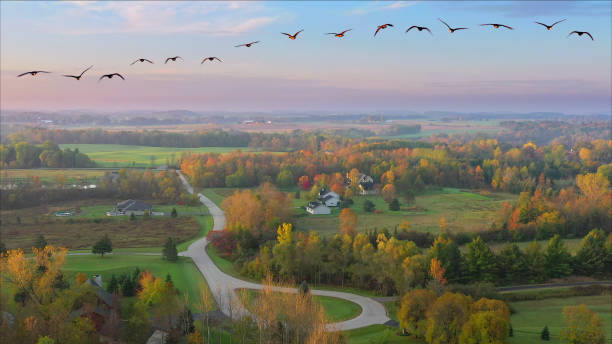 Photo of Migrating Canadian Geese over rural forest of amazing, colorful Fall foliage