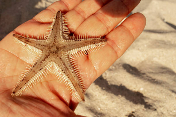 istock Beautiful real sea star 1189177334