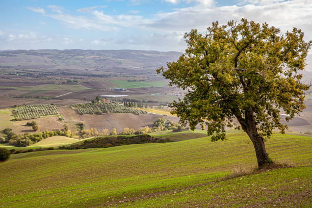 istock Tuscany Agriculture Landscape in Rocca d'Orcia 1189178093