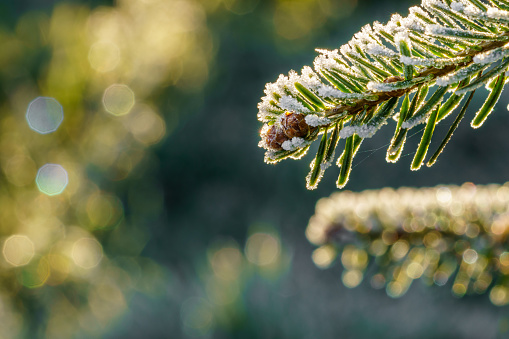 A fir branch with small fir cones covered with white ice crystals of hoar frost is back lit by the morning sun in winter. Closeup macro shot, eye level side view, background blur with copy space