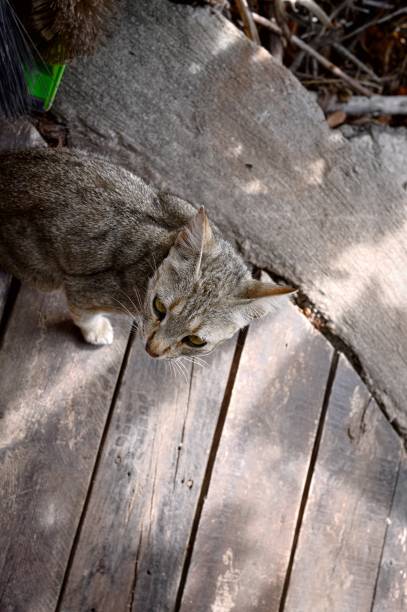 istock Isolated little cat on a wooden board (Madeira, Portugal, Europe) 1189182209