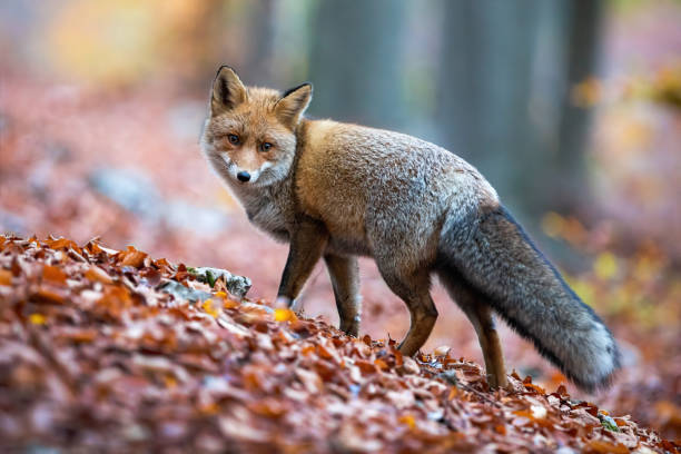 istock Red fox with puffy tail looking behind over shoulder in autumnal forest. 1189184377