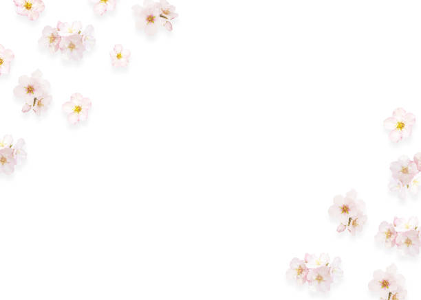 istock Beautiful almond flowers isolated on white background. Spring pink blossom in different forms, petals, buds. Tender flowers isolated on white with space for text, minimalist composition, top view. 1189184926