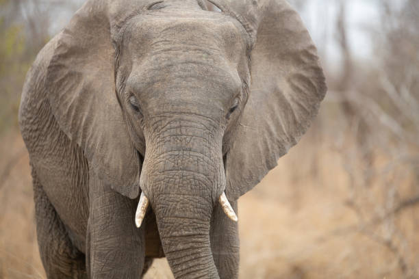 istock Majestic African Elephant 1189185919