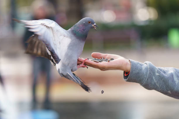 istock Feeding of pigeon 1189186344