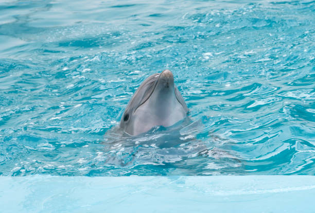 istock Dolphin. Bottlenose dolphins in water 1189186617