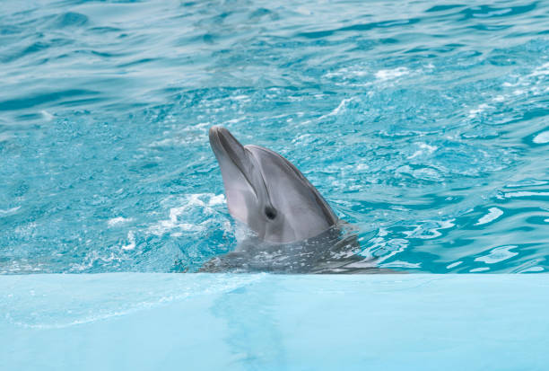 istock Dolphin. Bottlenose dolphins in water 1189186645