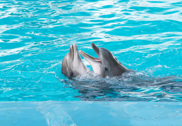 istock Dolphins. Two bottlenose dolphins in the water 1189186689