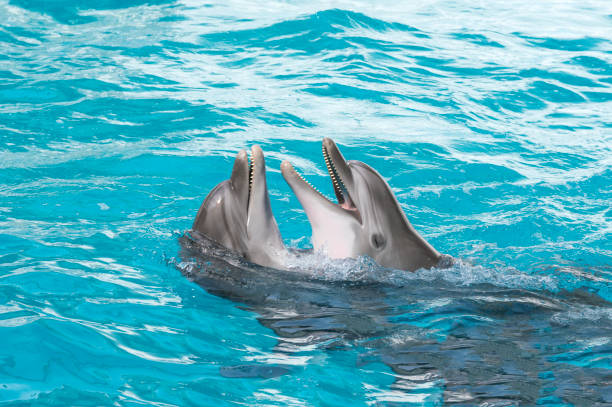 istock Dolphins. Two bottlenose dolphins in the water 1189186743