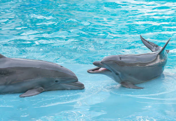 istock Dolphins. Performance of bottlenose dolphins on the stage at the dolphinarium 1189186768